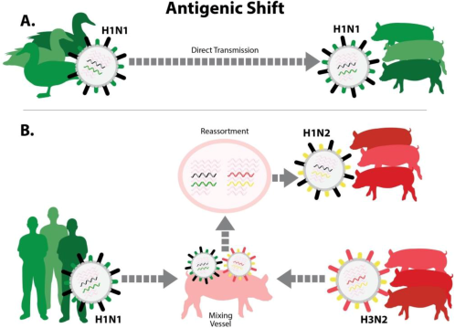 antigenic shift